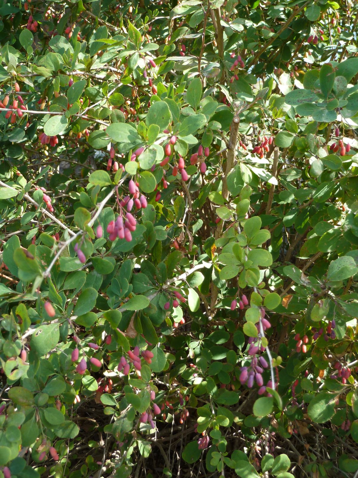 Barberry Root Bark, Wild Crafted