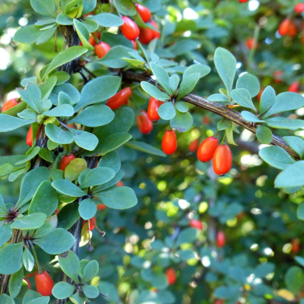 Barberry Root Bark, Wild Crafted