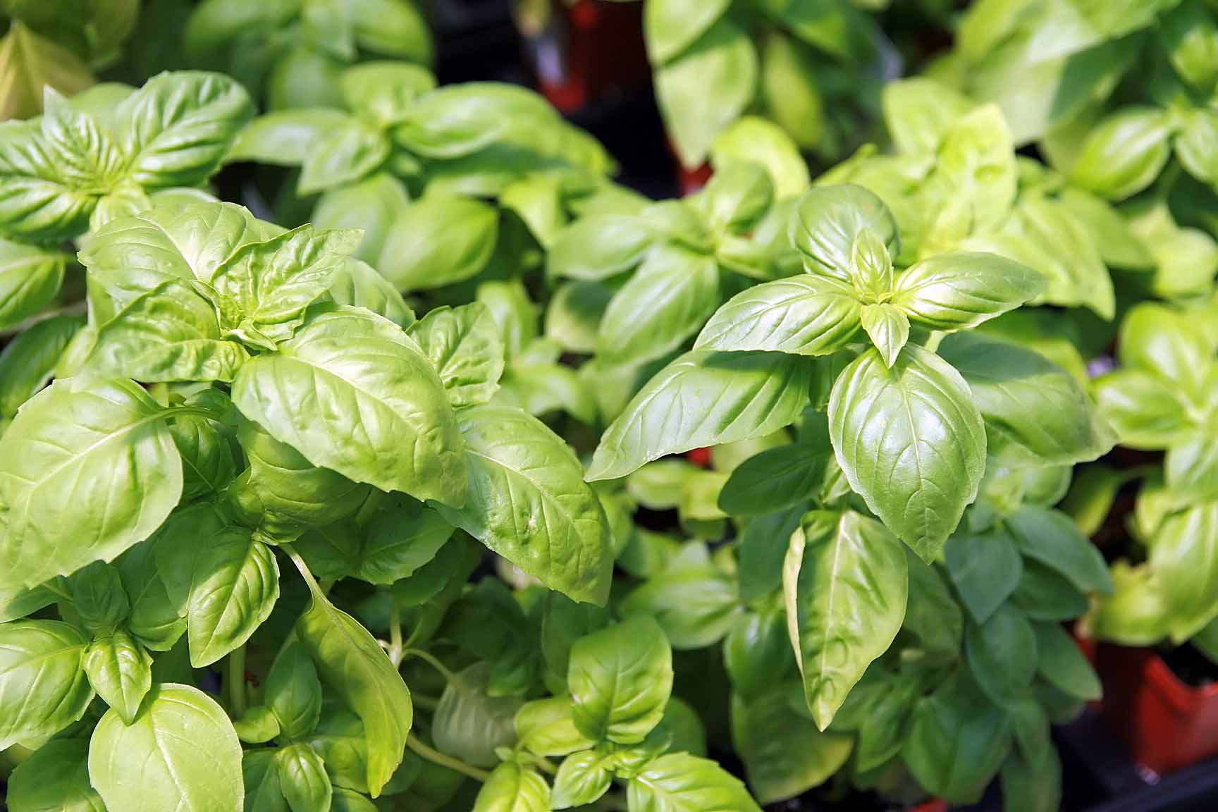 Basil Leaf (Organic)