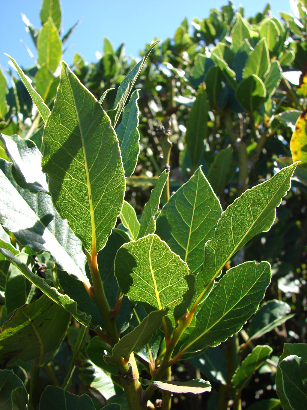 Bay Leaf, Whole (Organic)