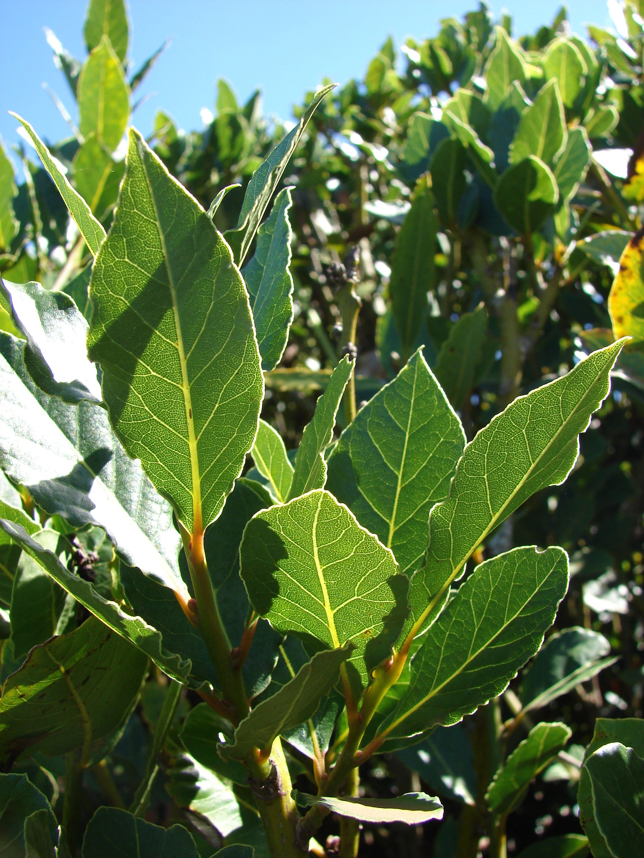Bay Leaf, Whole (Organic)