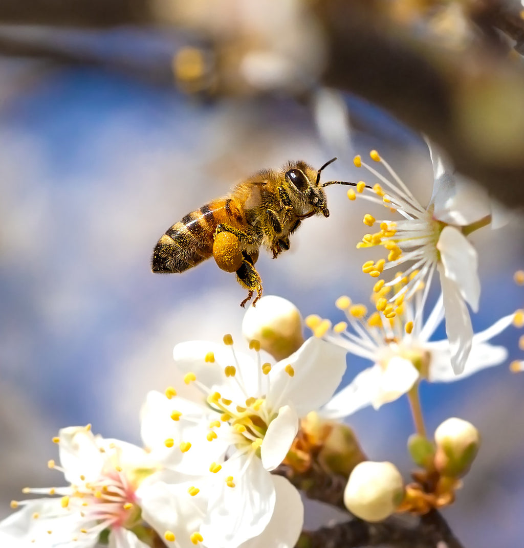 Bee Pollen Granules