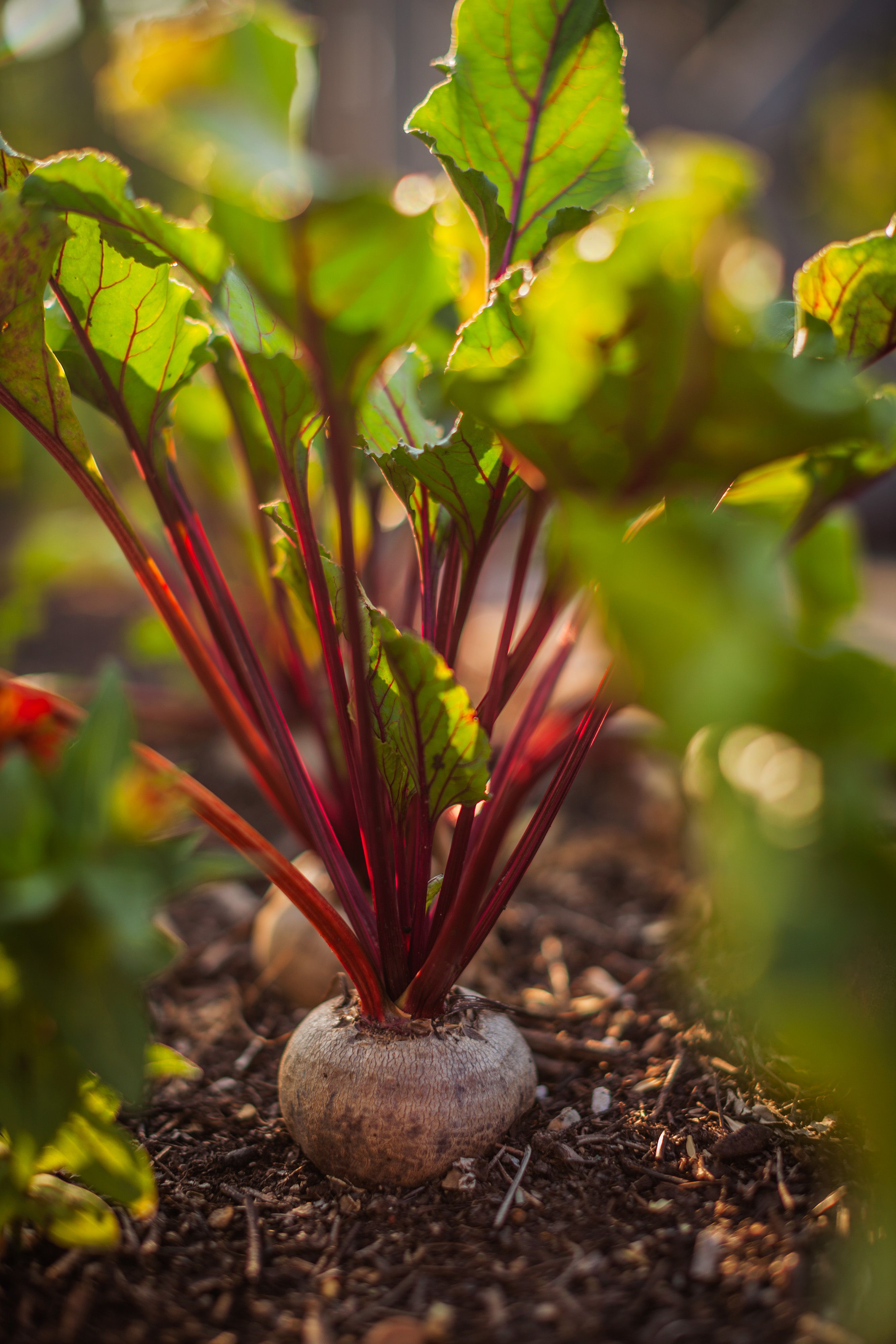 Beet Root Powder (Organic)