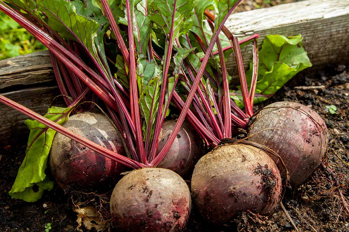 Beet Root Powder (Organic)
