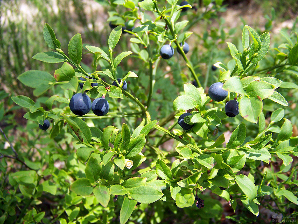 Bilberry Leaf (Organic)