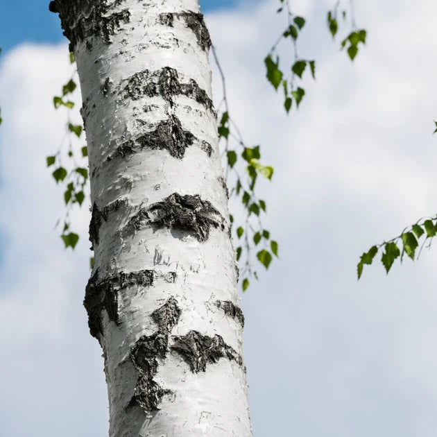 Birch Leaf (Organic)