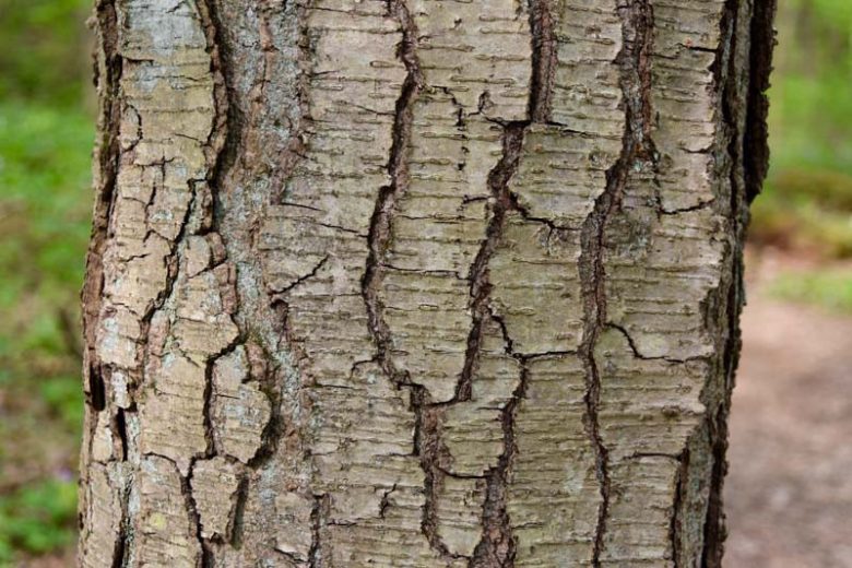 Birch Bark Powder (Wild Crafted)