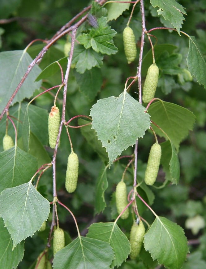 Birch Leaf (Organic)