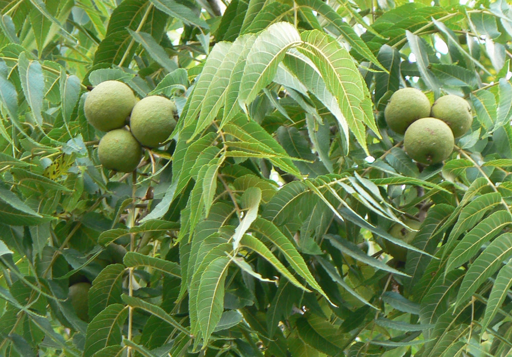 Black Walnut Leaf (Organic)