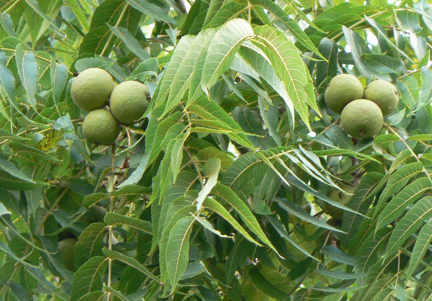 Black Walnut Leaf (Organic)