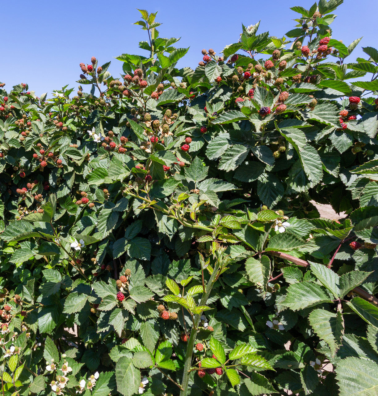 Blackberry Leaf (Organic)