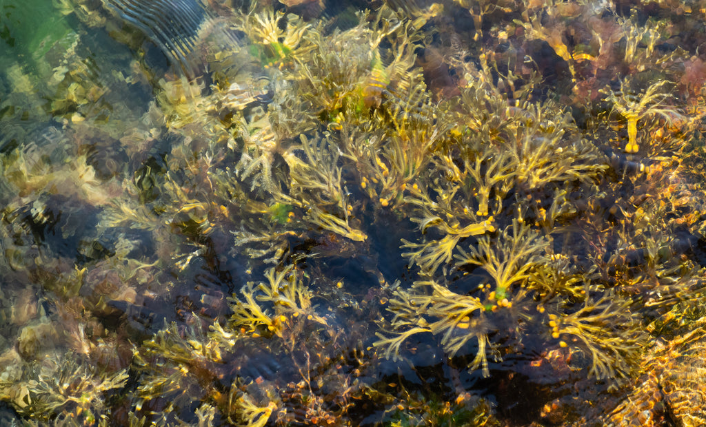 Bladderwrack (Organic)