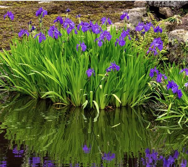 Blue Flag Root, Organic