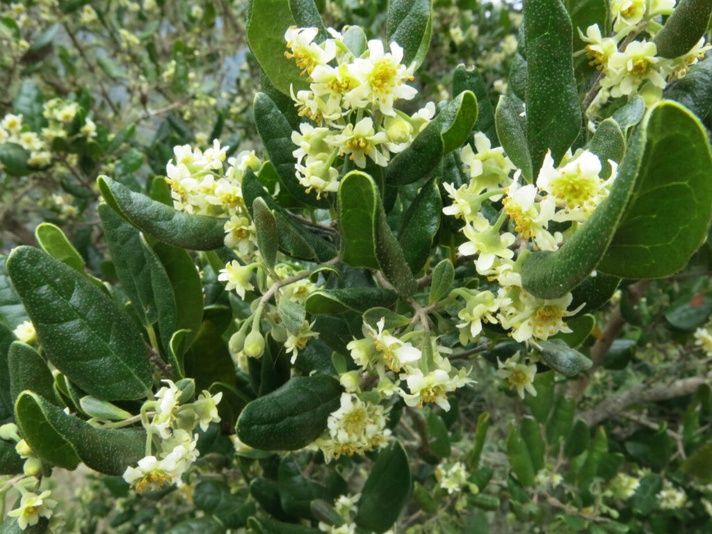 Boldo Leaf (Organic)