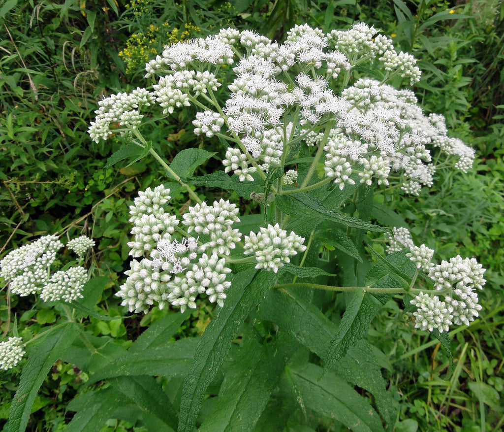 Boneset (Organic)