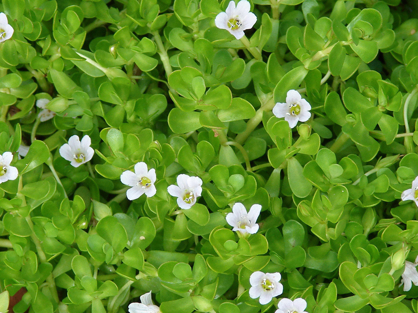 Brahmi Herb/Bacopa (Organic)