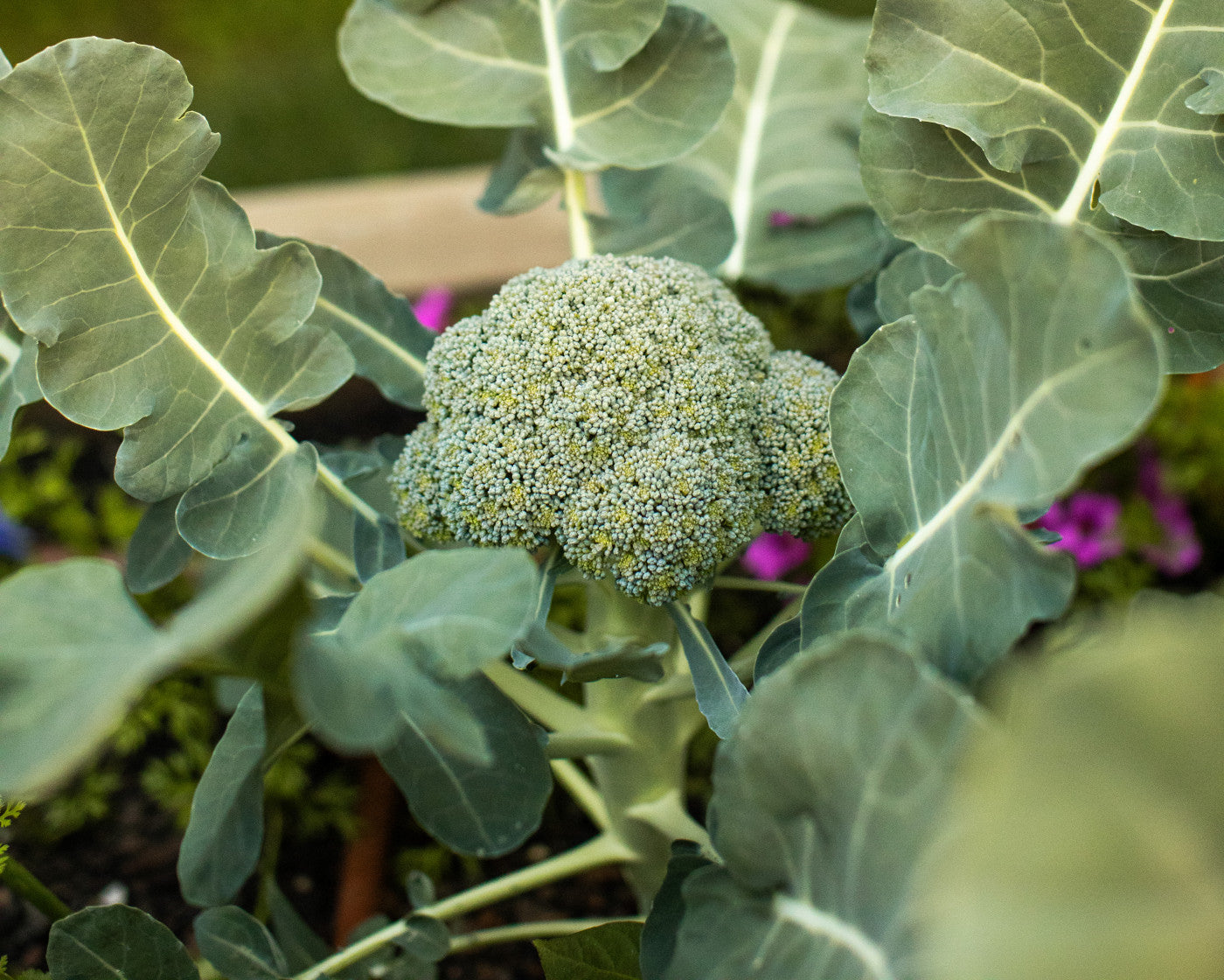Broccoli Sprouting Seeds, Organic