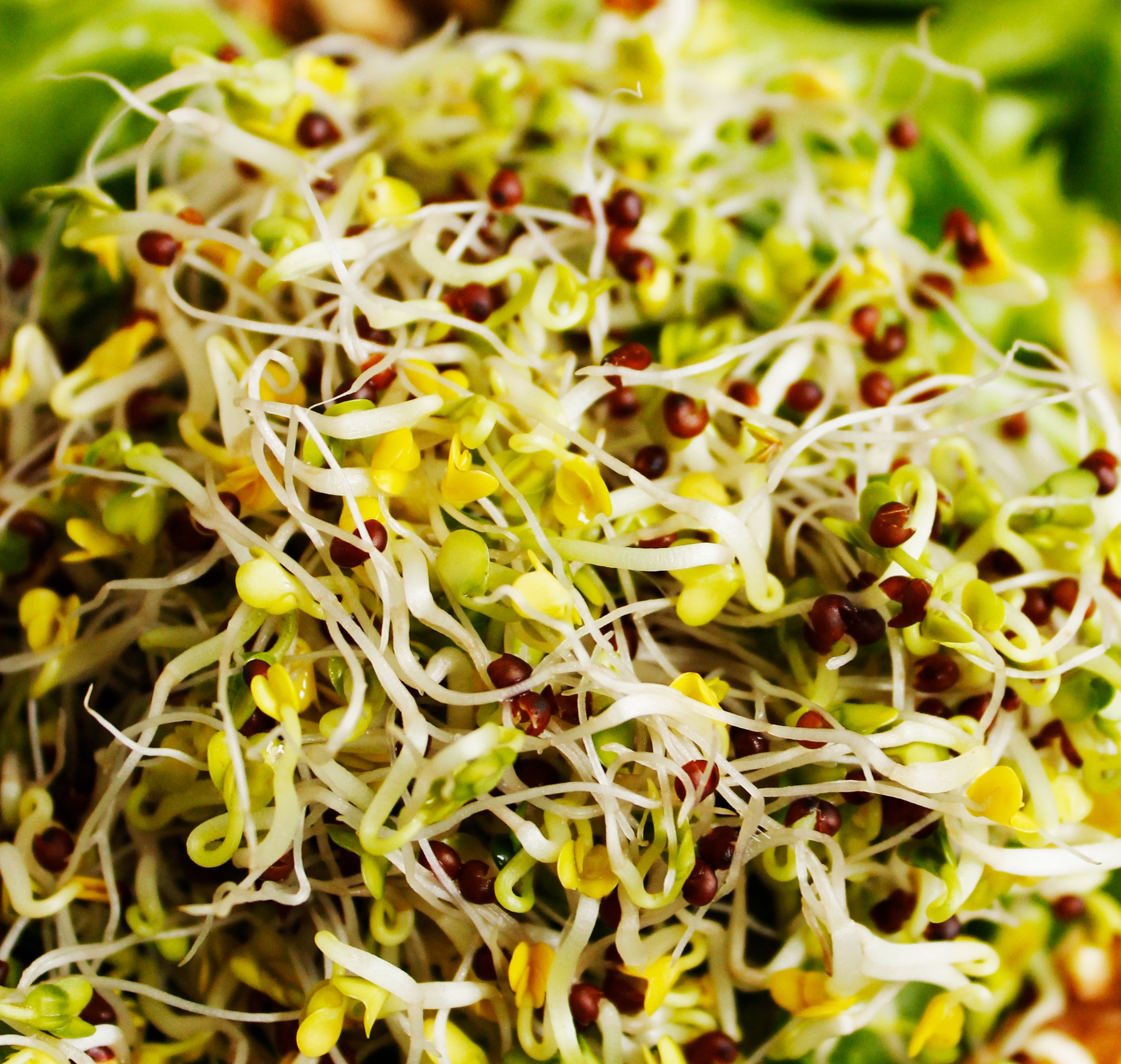 Broccoli Sprouting Seeds, Organic