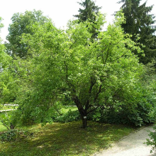 Buckthorn Bark (Organic)