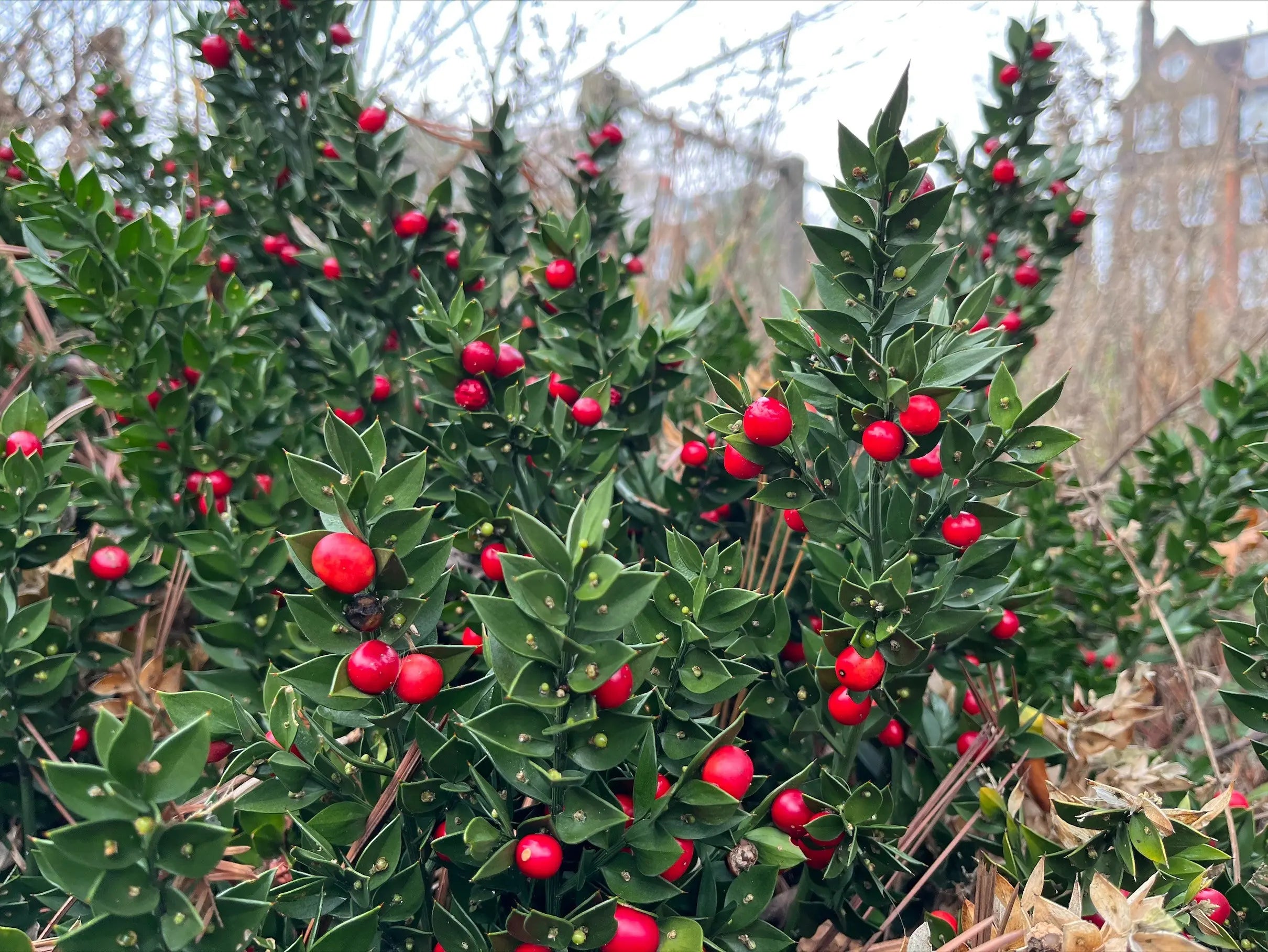 Butcher's Broom (Organic)