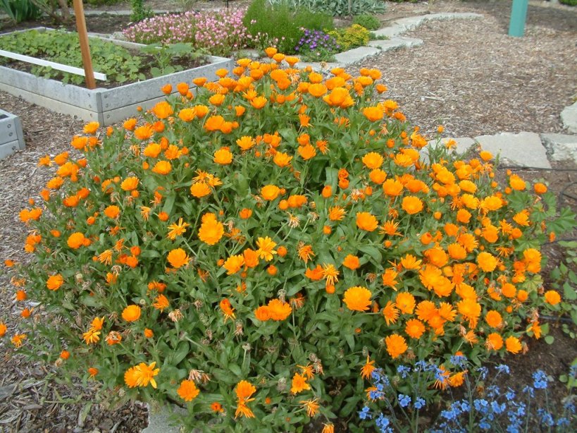 Calendula Flower (Marigold), Whole (Organic)