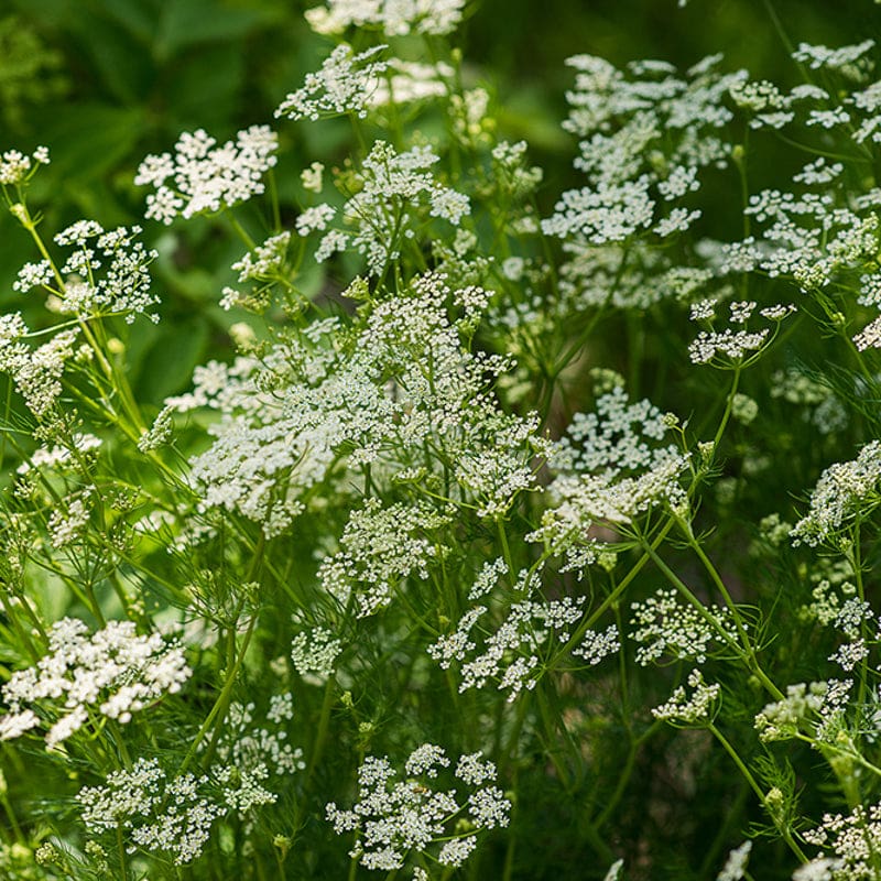 Caraway Seed (Organic)