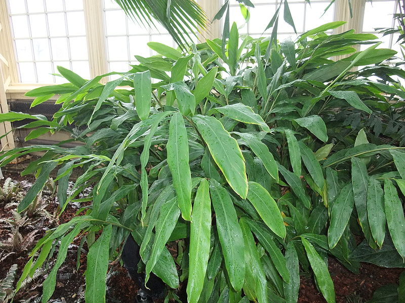 Cardamom, Hulled (Organic)