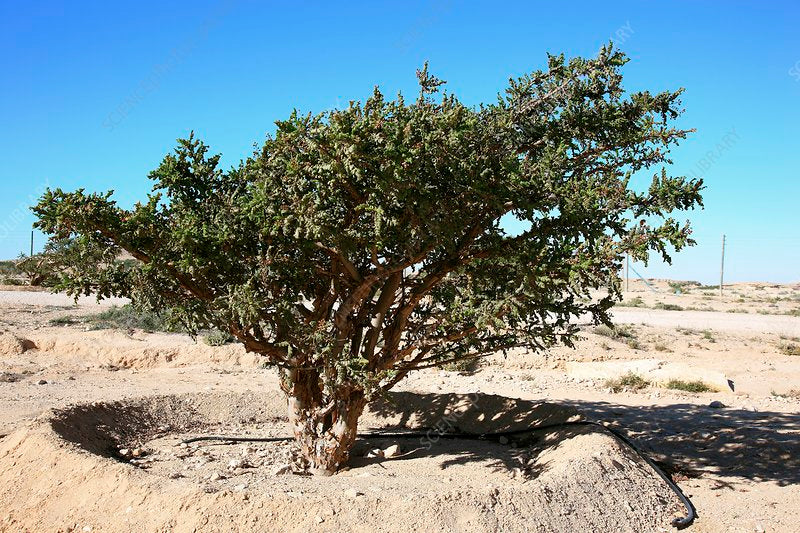 Frankincense Resin, African (Carterii)