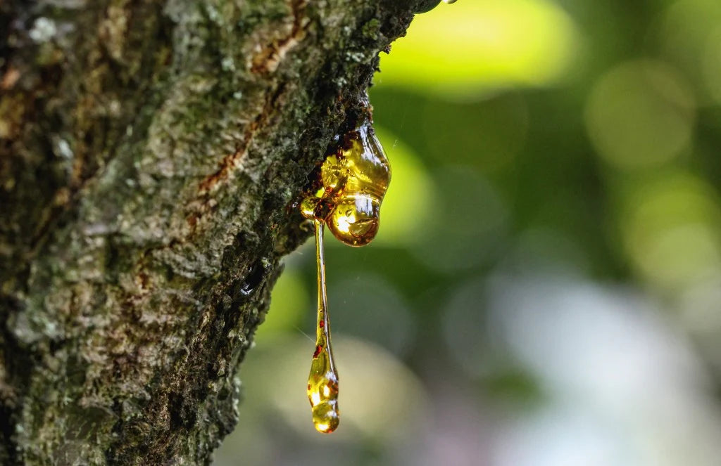 Frankincense Resin, African (Carterii)