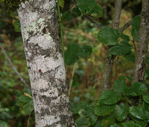 Cascara Sagrada Bark (Wild Crafted)