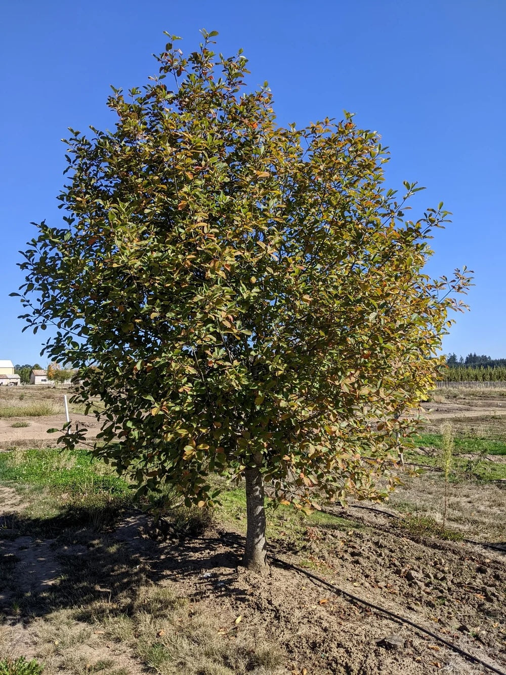 Cascara Sagrada Bark (Wild Crafted)