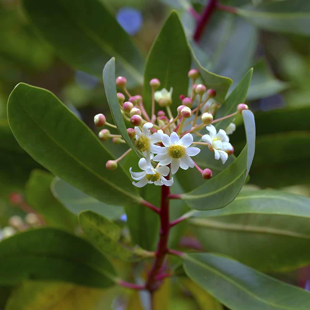 Catuaba Bark Powder