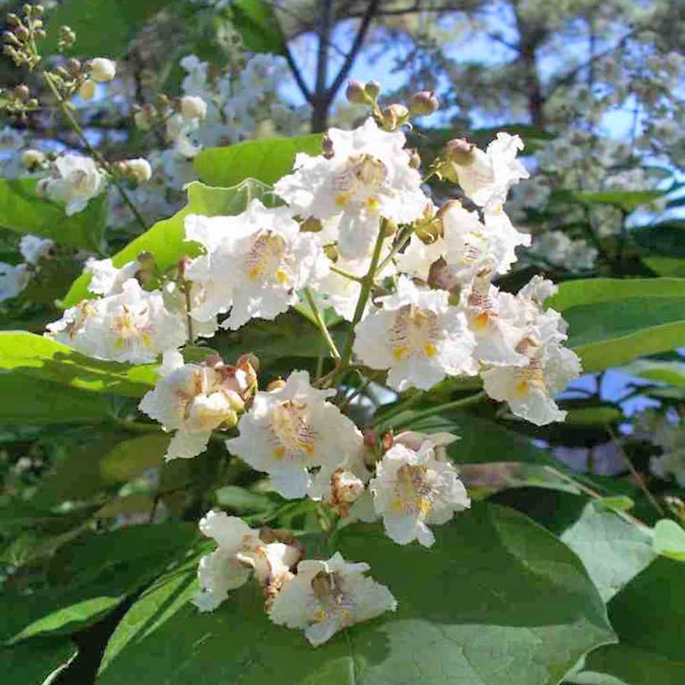 Catuaba Bark Powder