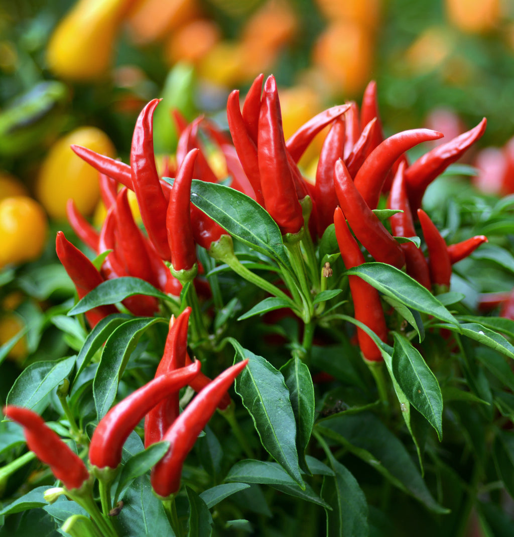 Cayenne Pepper (Organic)