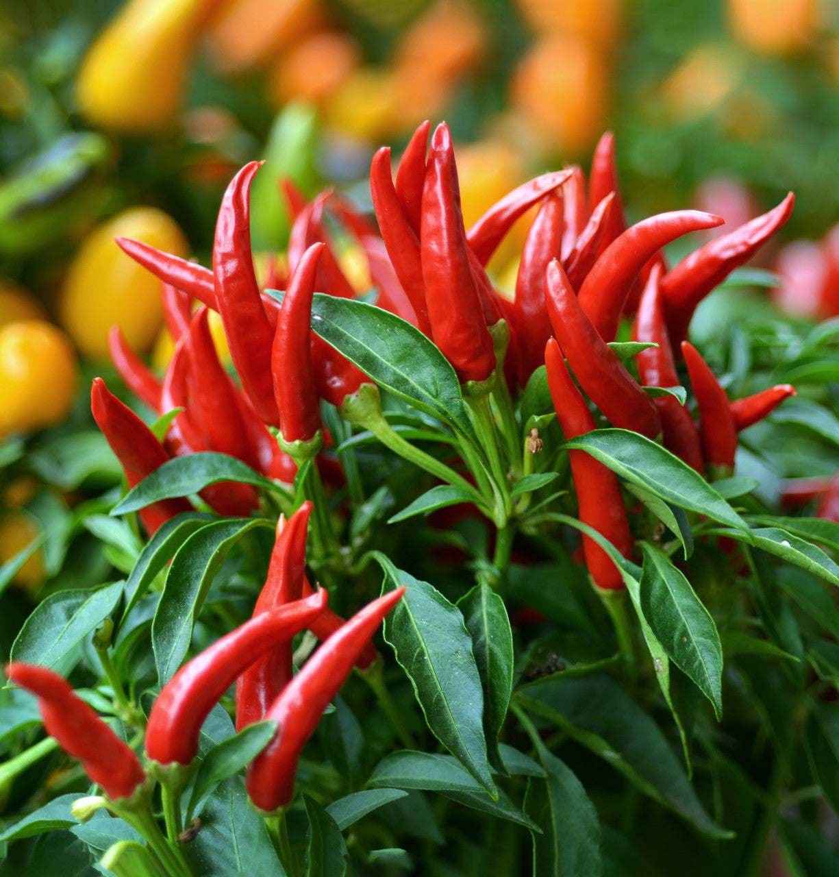 Cayenne Pepper (Organic)