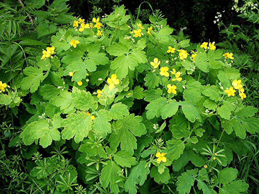 Celandine, Greater (Organic)