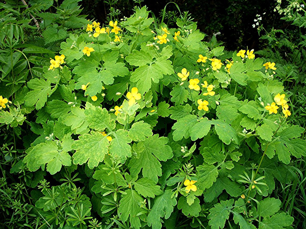 Celandine, Greater (Organic)