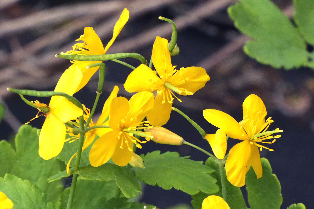 Celandine, Greater (Organic)