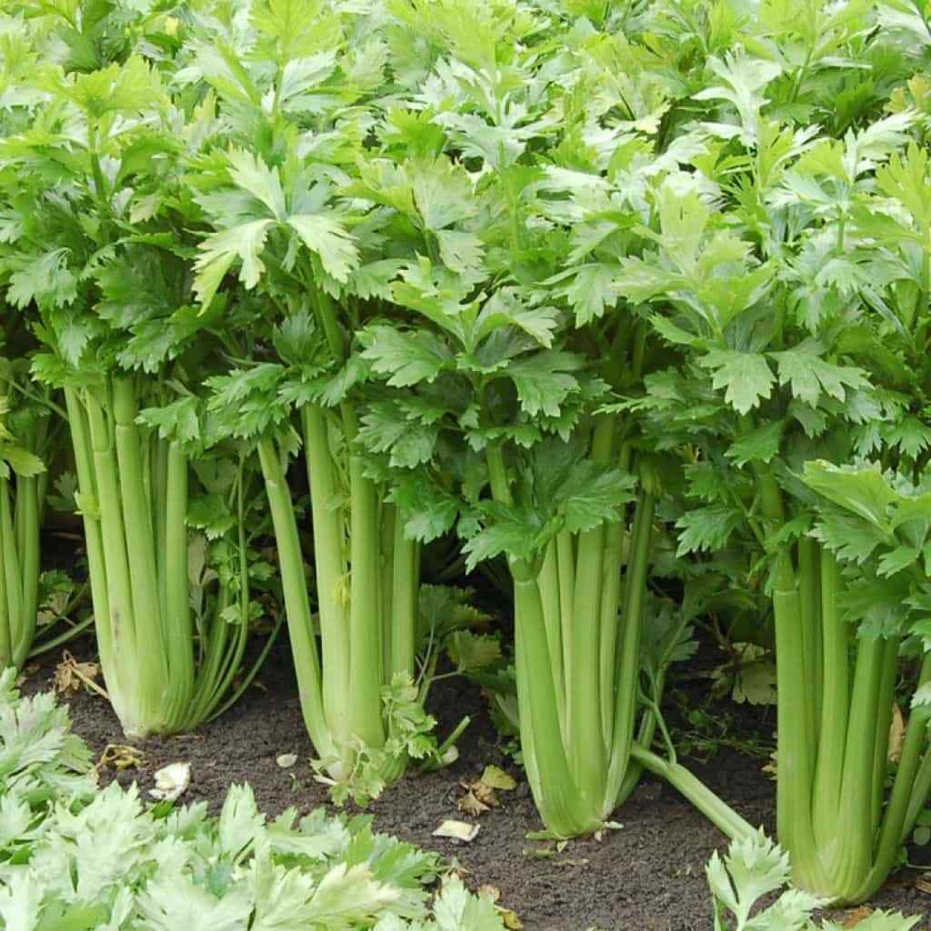Celery Seed, Whole (Organic)