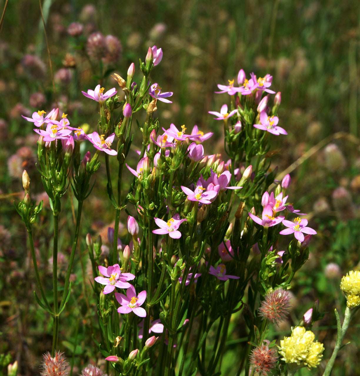 Centaury Herb (Organic)