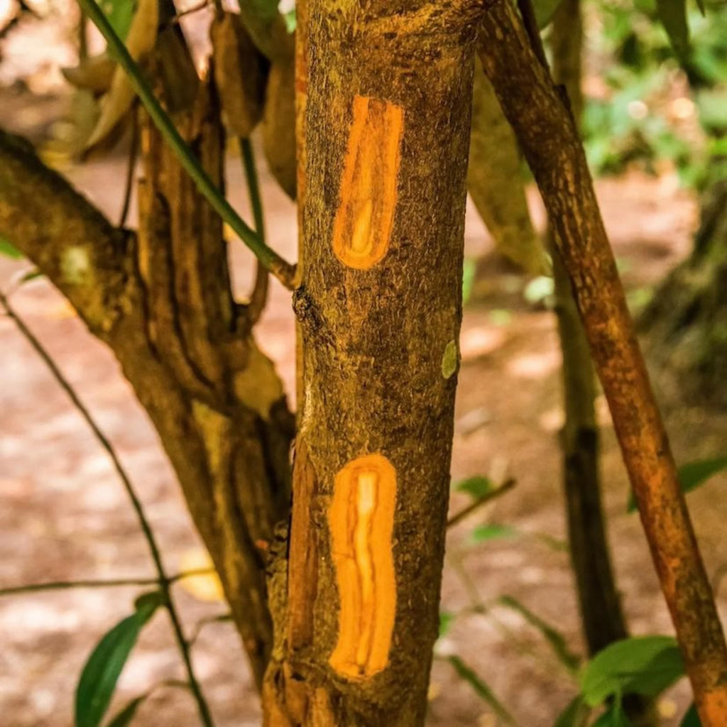 Cinnamon Powder, Ceylon (Sweet) (Organic)