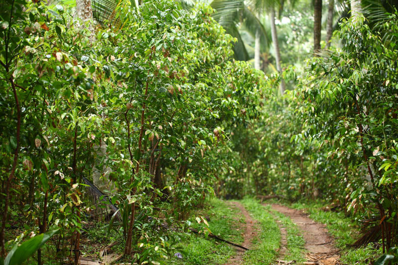 Cinnamon Powder, Ceylon (Sweet) (Organic)