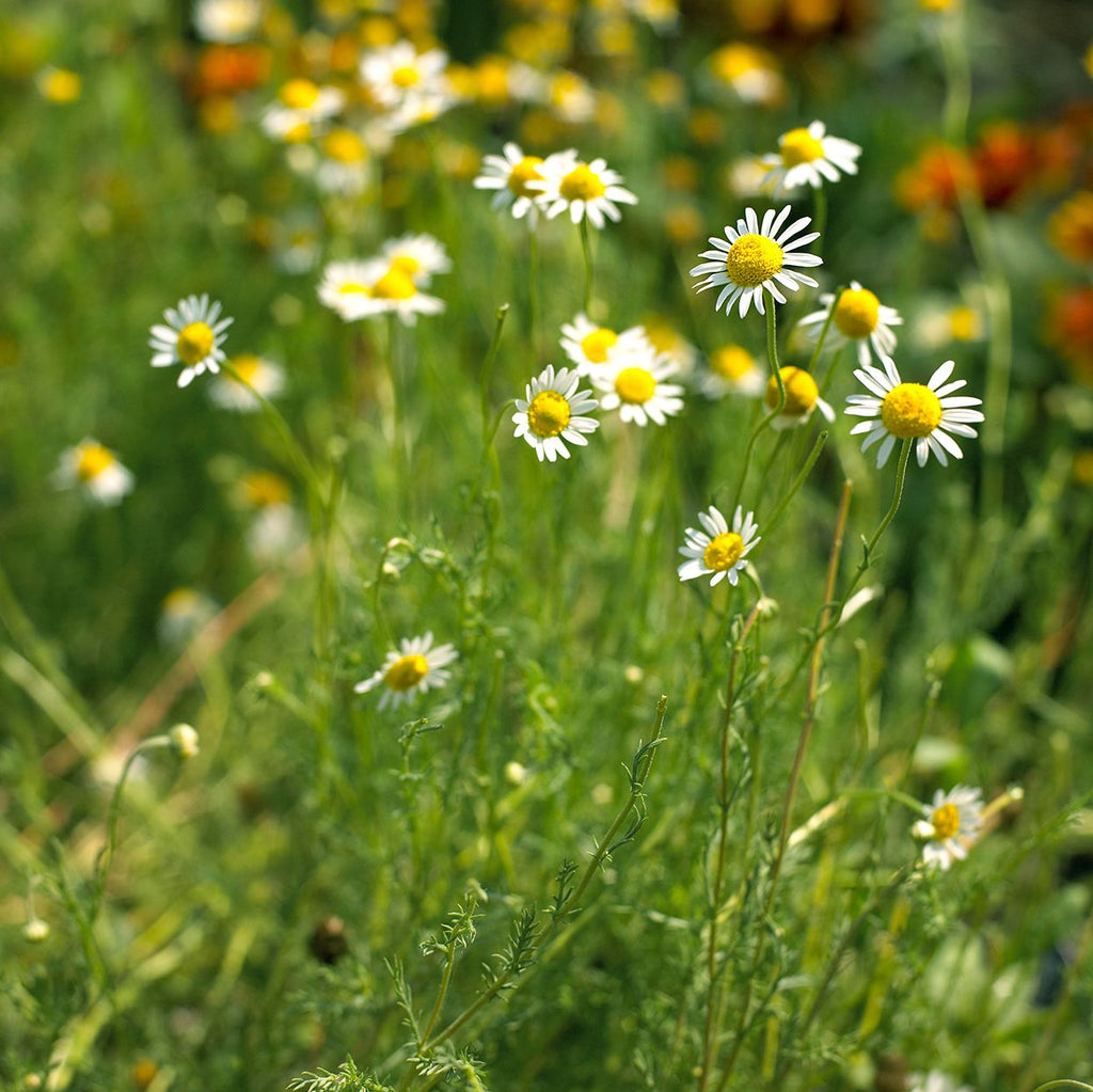 Chamomile Powder (Organic)