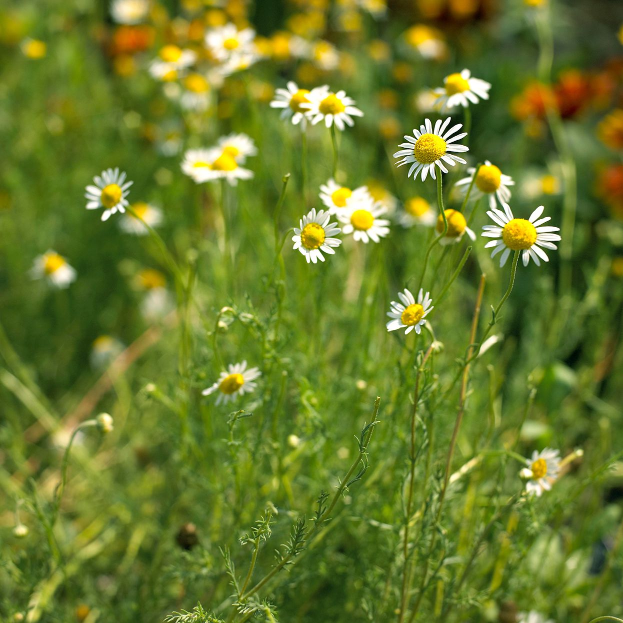 Chamomile Powder (Organic)