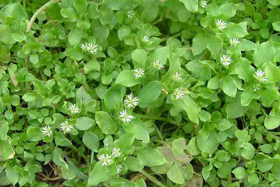 Chickweed (Organic)