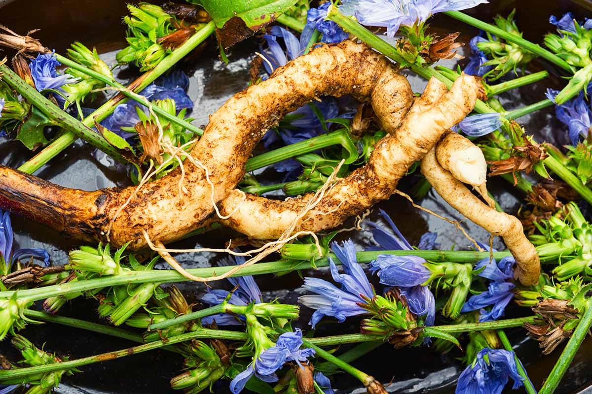 Chicory Root Roasted (Organic)