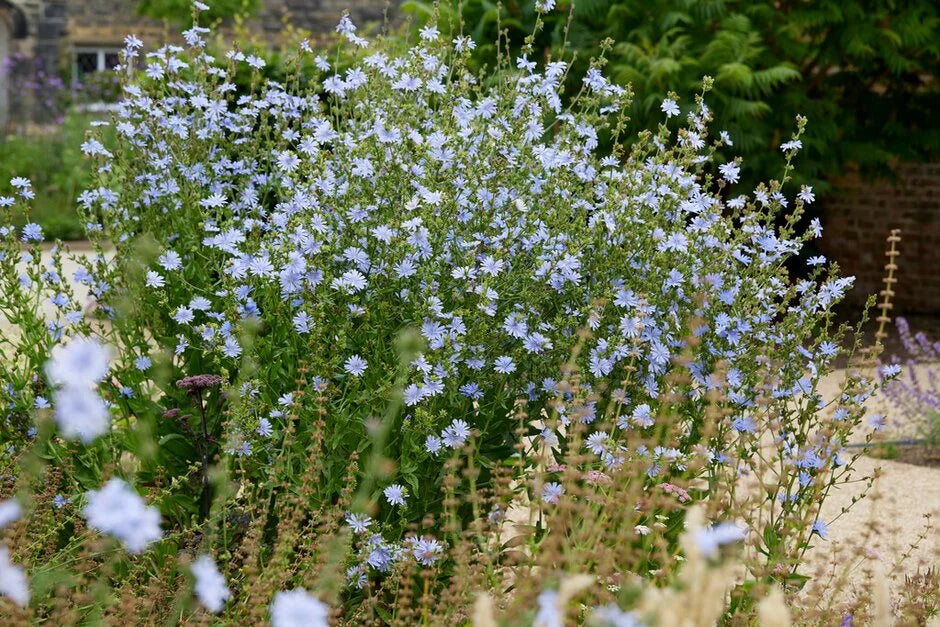 Chicory Root Roasted (Organic)