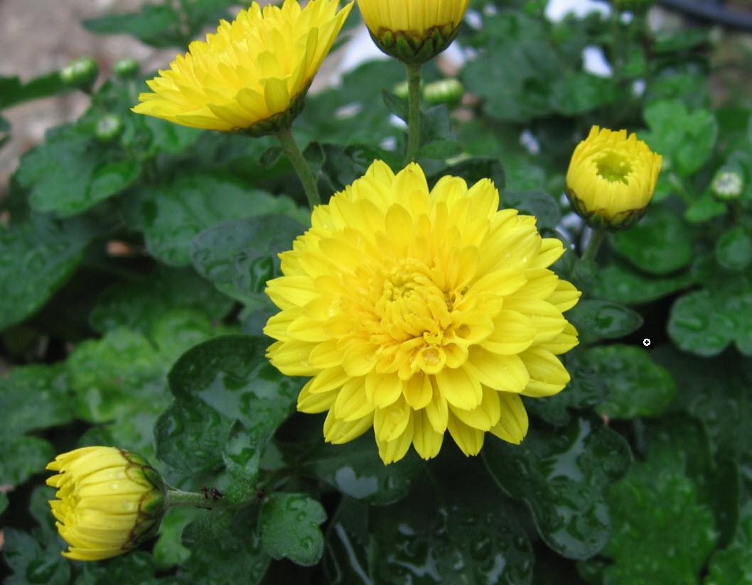 Chrysanthemum Flowers (Organic)