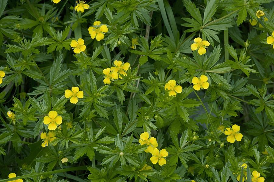 Cinquefoil Herb (Five Finger Grass) (Wild Crafted)