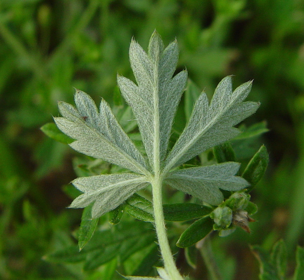 Cinquefoil Herb (Five Finger Grass) (Wild Crafted)